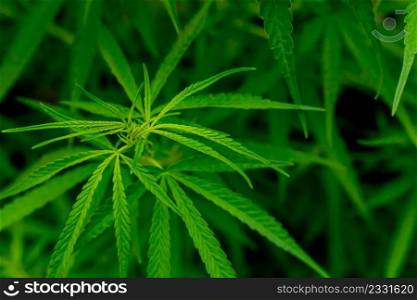 Green cannabis leaves for medicinal or culinary purposes