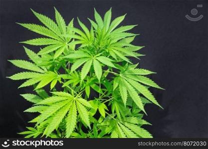 Green cannabis plant isolated on black background