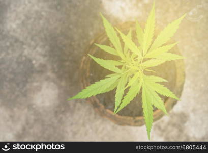 Green cannabis plants growing in the field