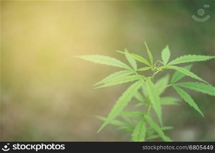 Green cannabis plants growing in the field