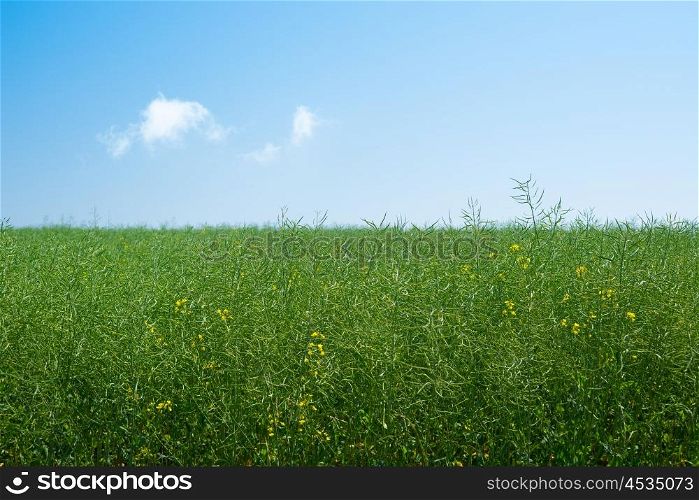 Green canola plants on a meadow in blue sky