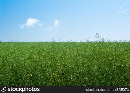 Green canola plants on a meadow in blue sky
