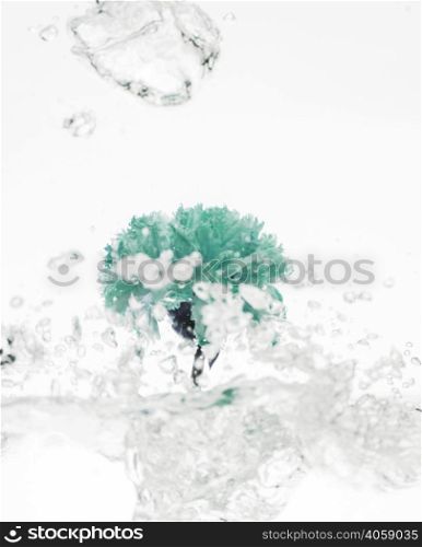 green carnation falling into water