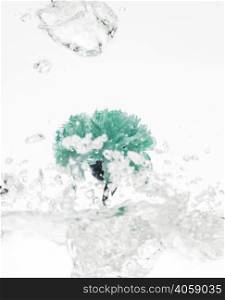 green carnation falling into water
