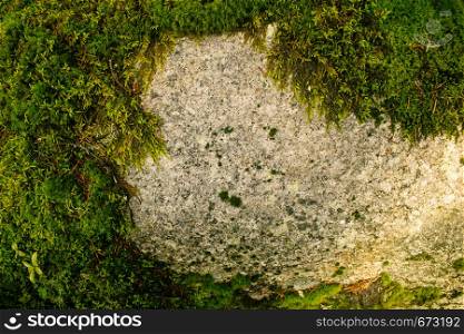 Green carpet of moss in sunny forest