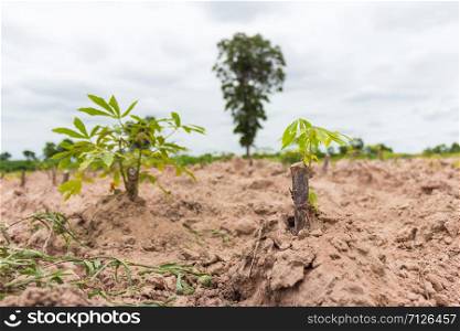 green cassava field in the nature sapling
