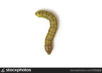 Green caterpillar isolated on white background, Green tea worm