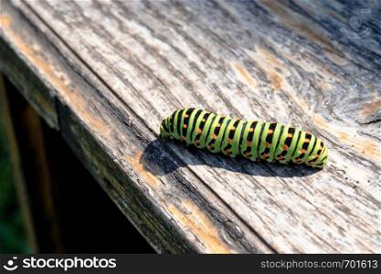 Green caterpillar Machaon crawling on the board. Close-up.. Green caterpillar Machaon crawling on the board.