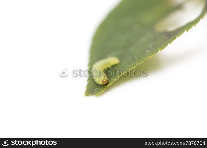 green caterpillar on a leaf on a white background