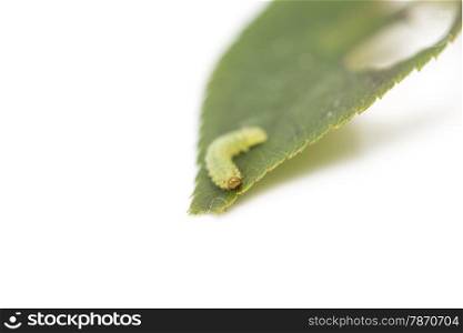 green caterpillar on a leaf on a white background