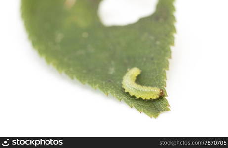 green caterpillar on a leaf on a white background