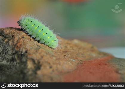 Green Caterpillar on Stone, Macro Theme