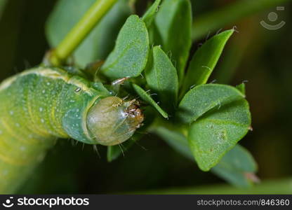 green caterpillar with white stripes on the side in june