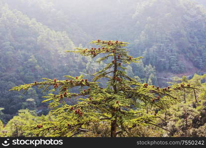 Green cedar trees in Cyprus mountains