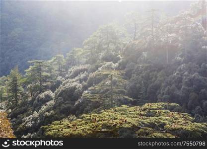 Green cedar trees in Cyprus mountains