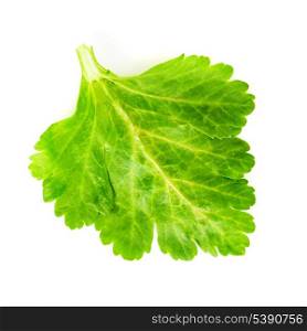 green celery leaf isolated on white