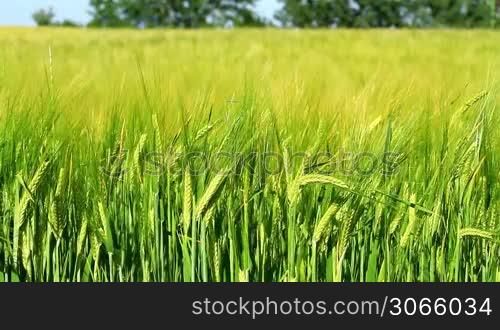 Green Cereal field