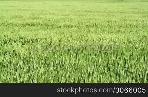 Green Cereal field in the wind