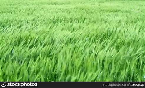 Green Cereal field in the wind