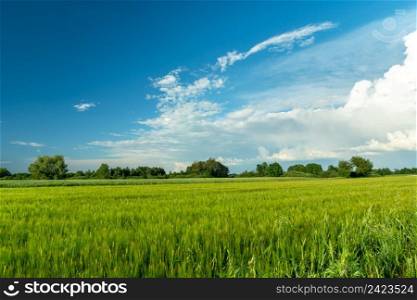 Green cereals and white clouds on the sky, Nowiny, Poland