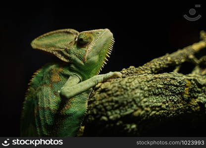 Green Chameleon black Background on tree