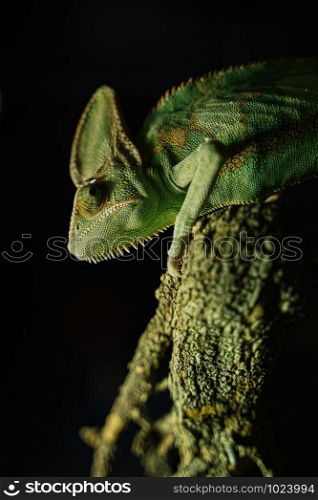 Green Chameleon black Background on tree