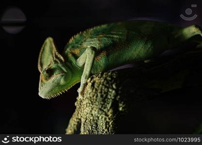 Green Chameleon black Background on tree