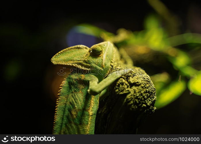 Green Chameleon black Background on tree