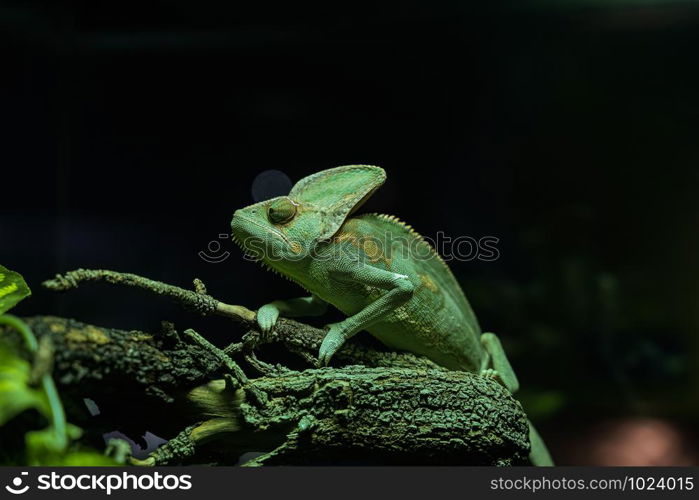 Green Chameleon black Background on tree