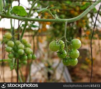 Green cherry tomatoes growing on the vine