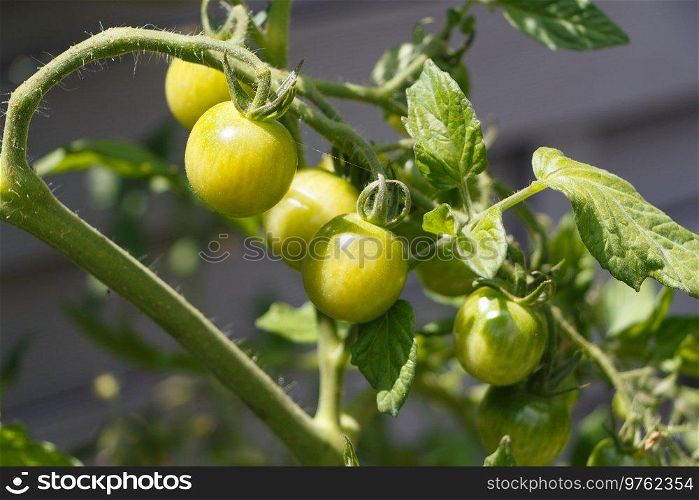 Green cherry tomatoes ripening in an orchard during summer