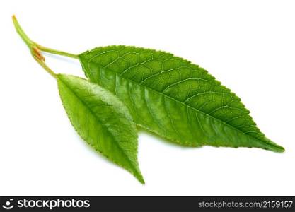 Green cherry tree leaf Isolated on a white background.. Green cherry tree leaf Isolated on a white background