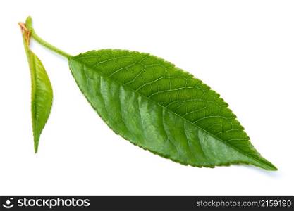 Green cherry tree leaf Isolated on a white background.. Green cherry tree leaf Isolated on a white background