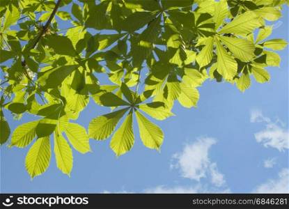 Green chestnut leaves against the blue sky