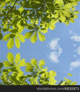 Green chestnut leaves against the blue sky reflected in a water surface with small waves