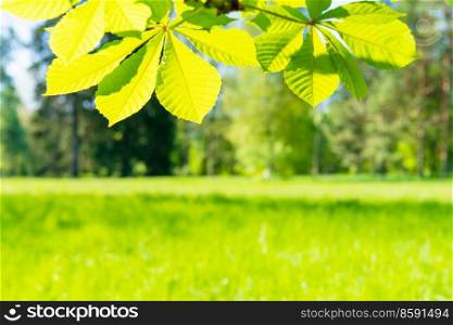 Green chestnut leaves in sunny forest with green grass