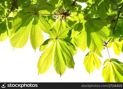 Green chestnut leaves isolated on white background.