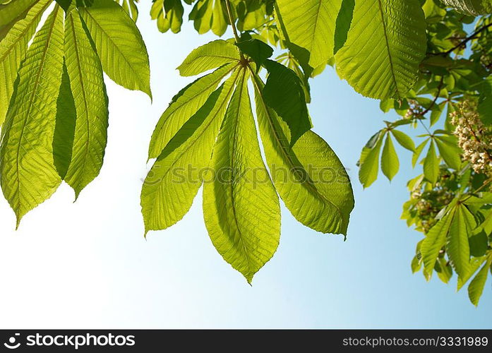 Green chestnut leaves with sunny blue sky.