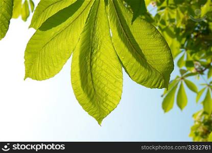 Green chestnut leaves with sunny blue sky.