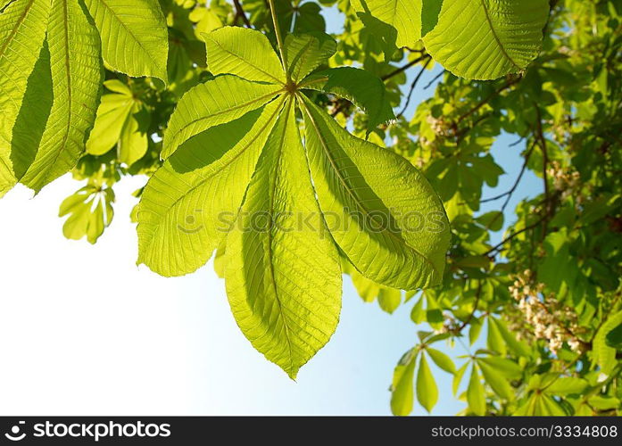 Green chestnut leaves with sunny blue sky.