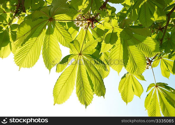 Green chestnut leaves with sunny blue sky.