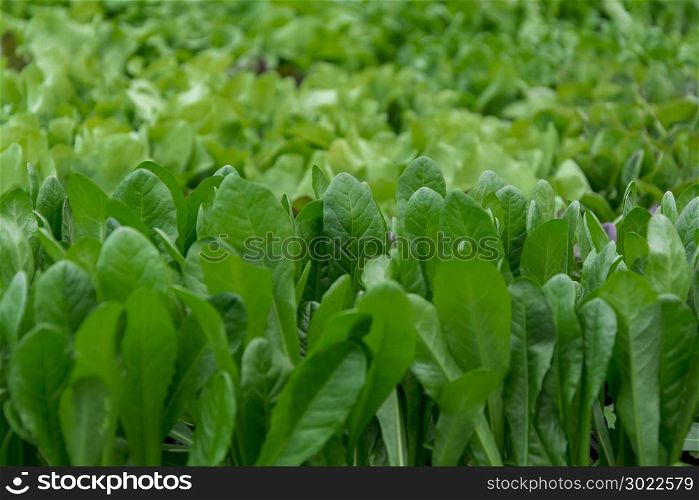 Green chicory salad, organic gardening, cicoria seedlings