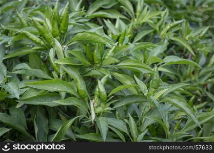 Green Chili Peppers' Plant Cultivation