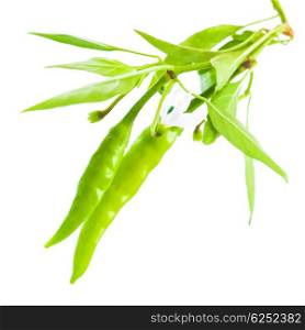 Green chilli pepper isolated on white background, healthy vegetarian food, organic nutrition, spicy fresh vegetables
