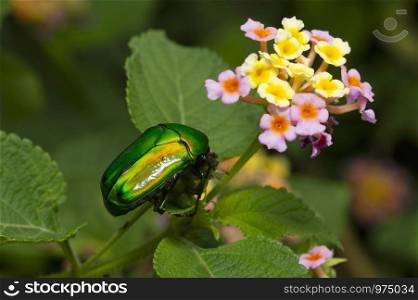 Green christmas beetle near Pune, Maharashtra