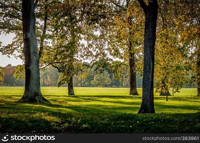 Green city park in sunny autumn day. Shady meadow in a city park on a sunny autumn day