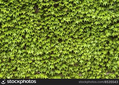 Green climbing plants on house wall in spring as background