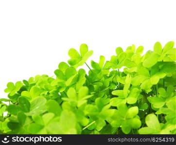Green clover holiday border, st.Patrick&rsquo;s day decoration isolated on white background with text space&#xA;