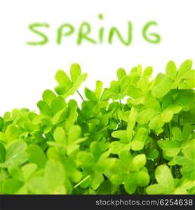 Green clover holiday border, st.Patrick&rsquo;s day decoration isolated on white background with text space, spring time concept&#xA;