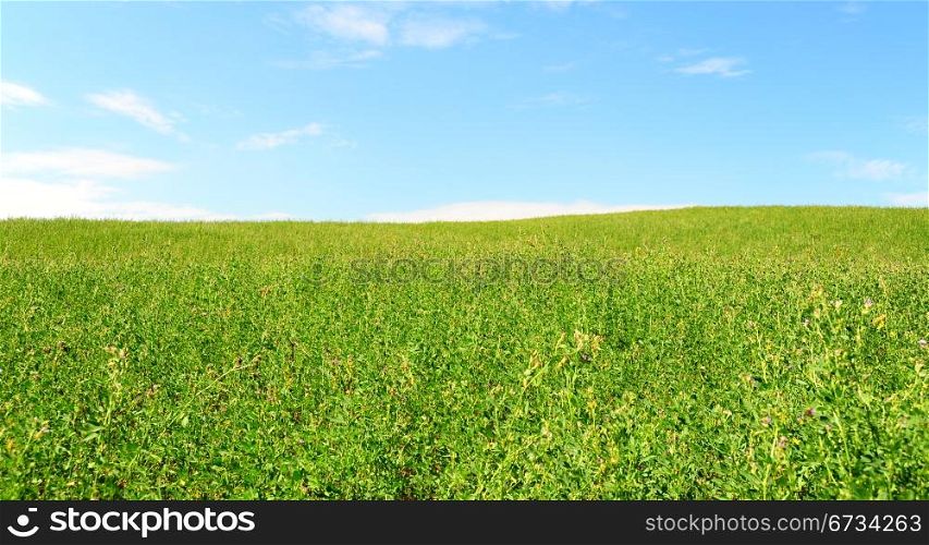Green Clover In The Pasture Against The Blue Sky